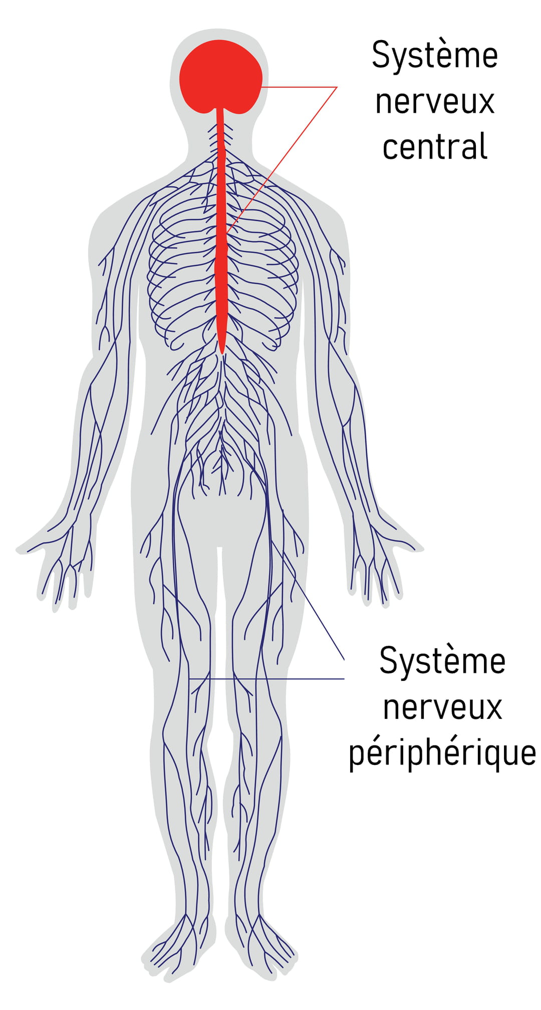 Sch ma Simple Du Syst me Nerveux Central R cap IDE Anatomie Du Sch ma Simple Du Syst me Nerveux Central R cap IDE Anatomie Du