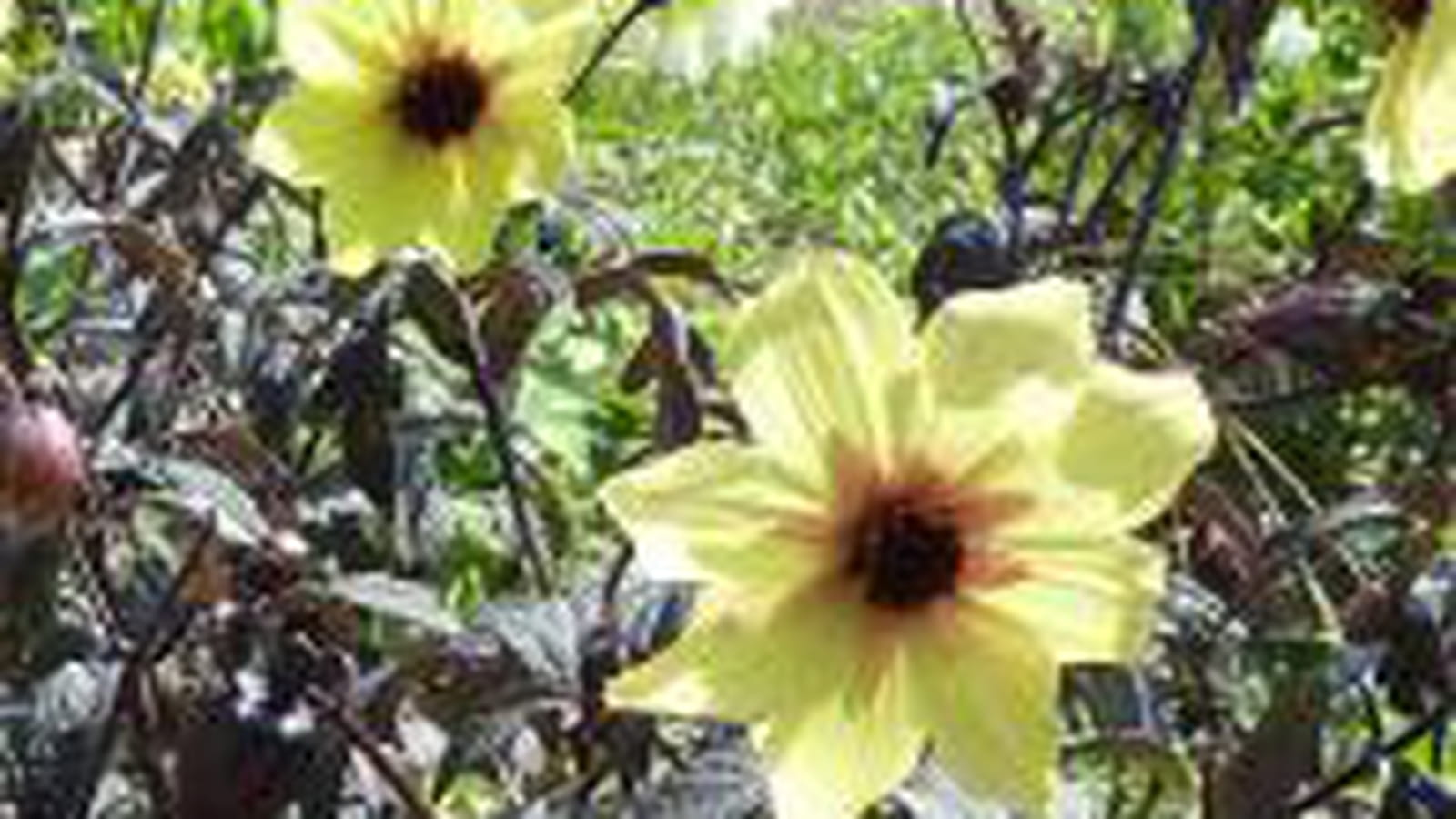 Dahlia pinnata