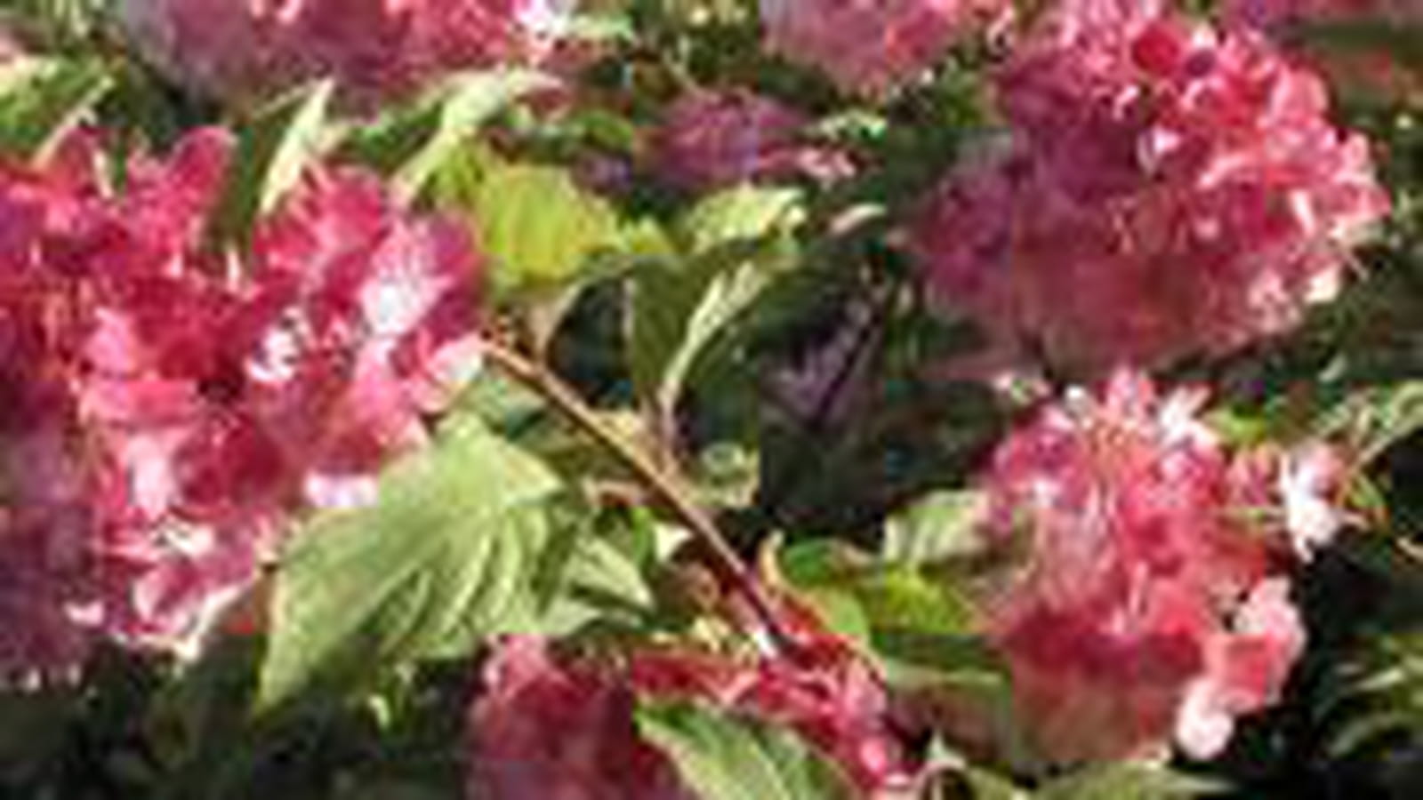 Hydrangea paniculata 'Vanille Fraise'®