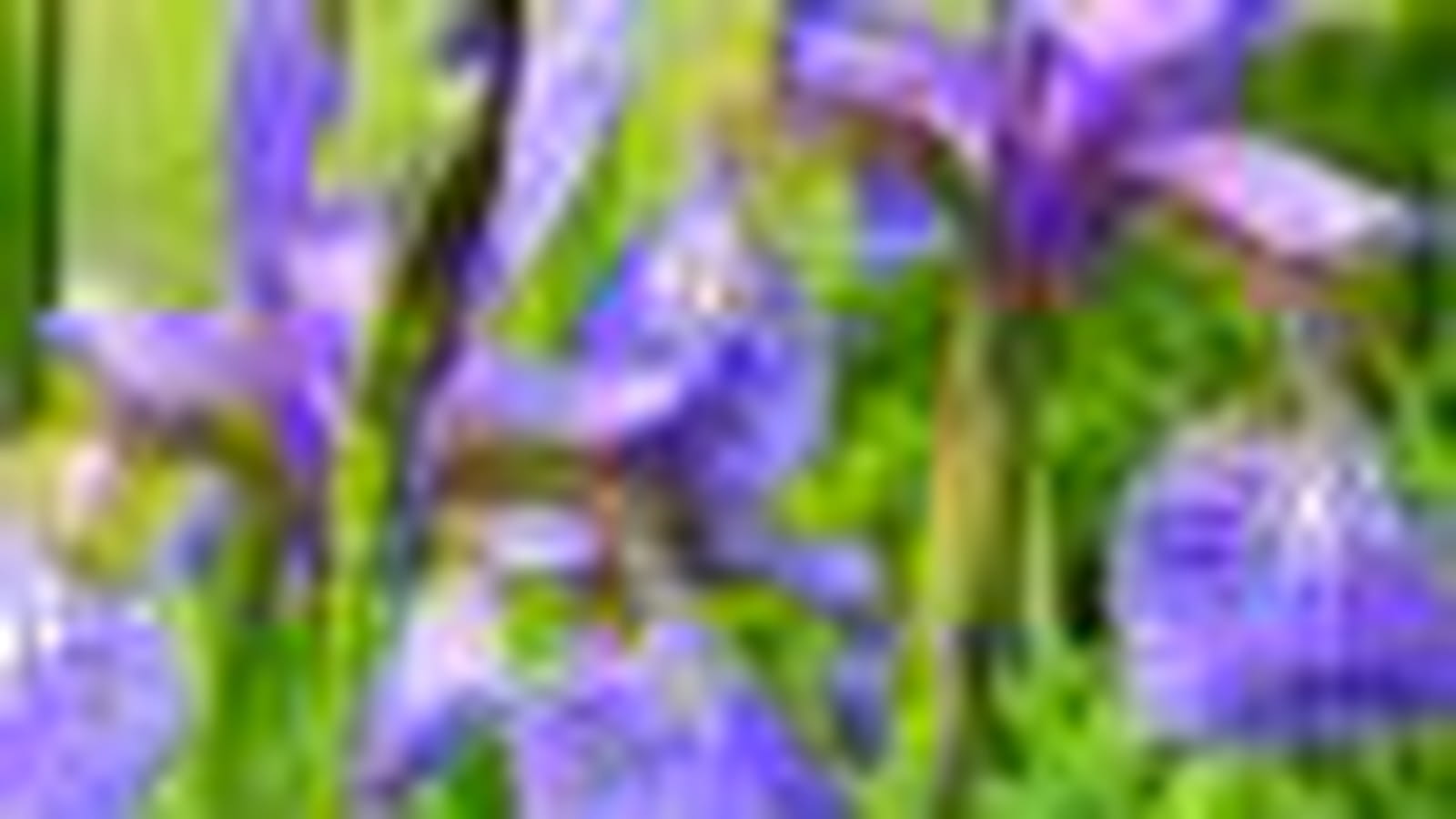 Iris