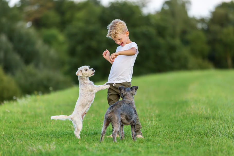 Comment empêcher son jeune chien de sauter sur les personnes ?