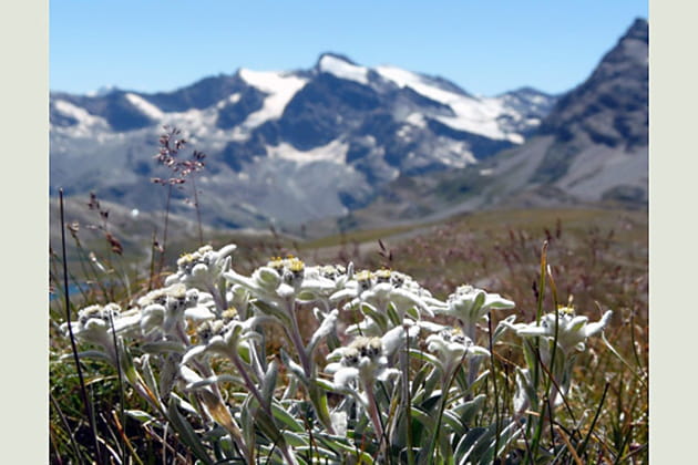 Une plante embl&eacute;matique