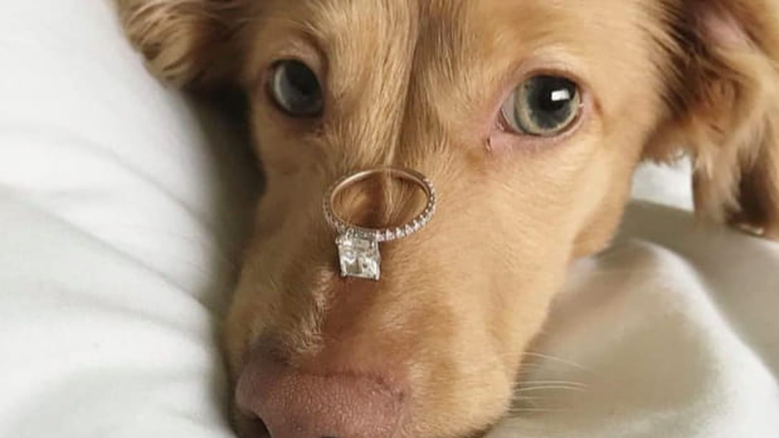 Demande canine 