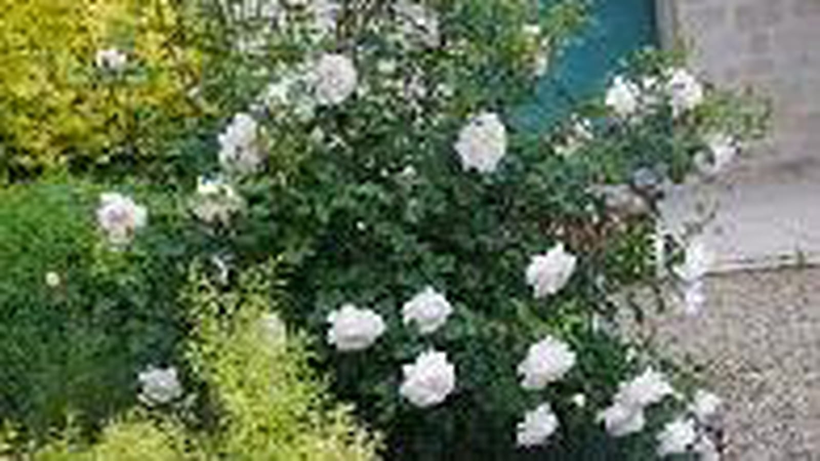 Rosiers anglais