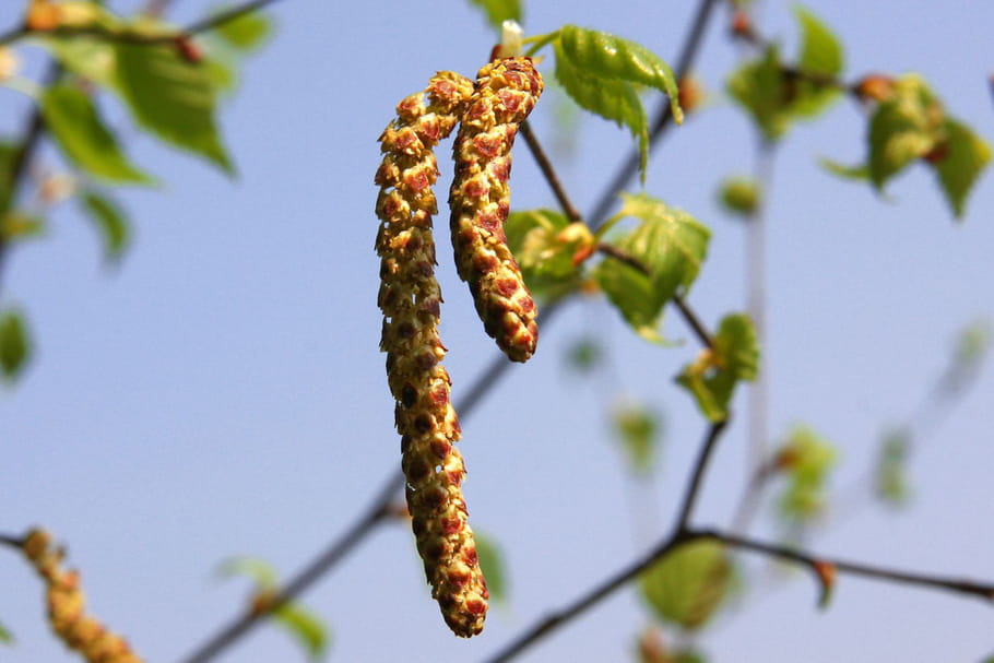 Les pollens de bouleau envahissent la France