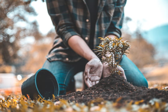 C'est la vivace la plus r&eacute;sistante &agrave; planter en automne&nbsp;: elle revient chaque ann&eacute;e sans entretien