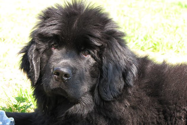 Entre l'ours et le kangourou