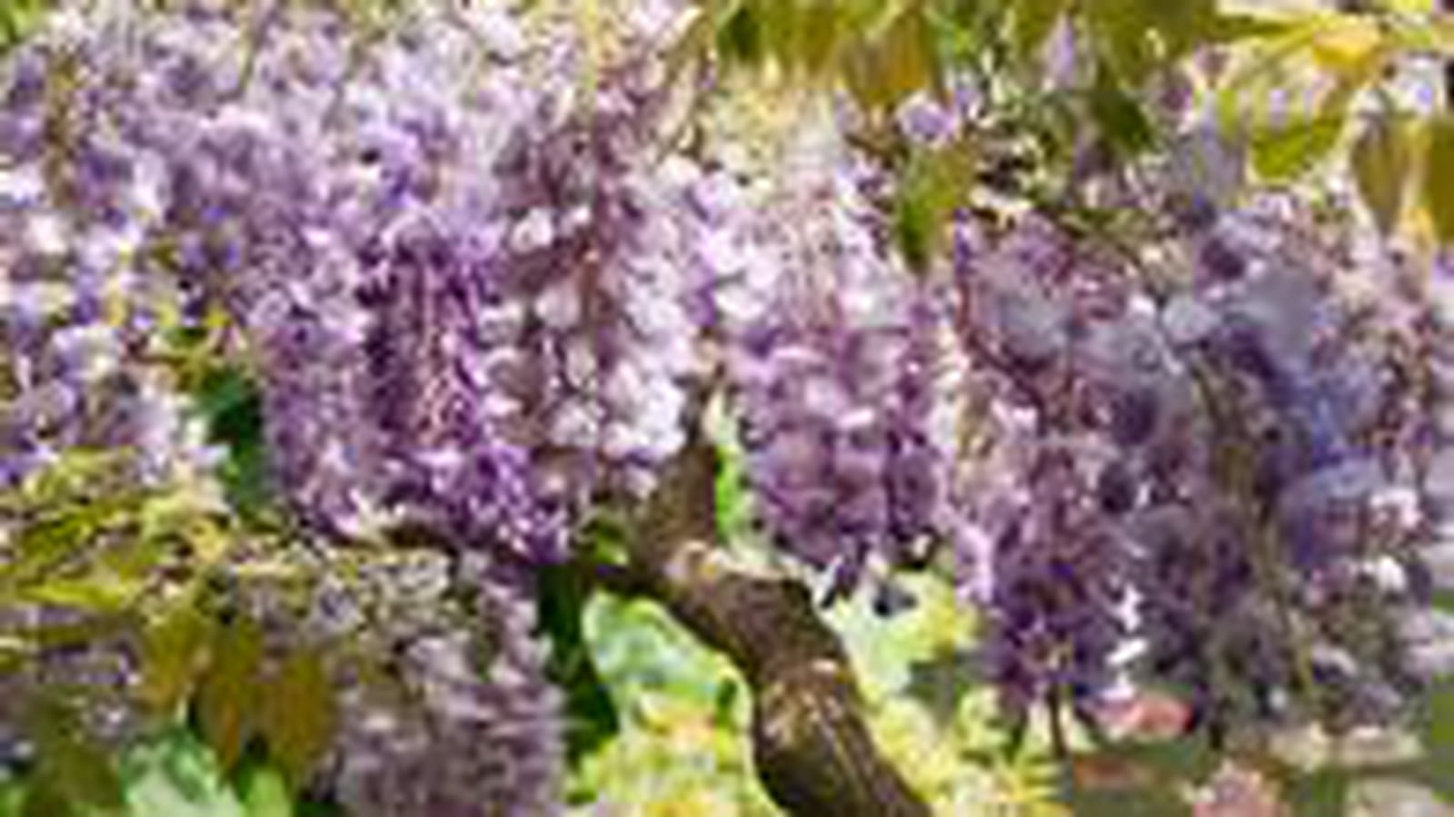 Glycine