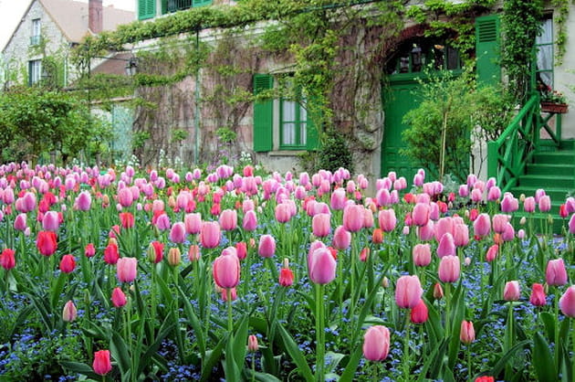 Les tulipes du Clos normand