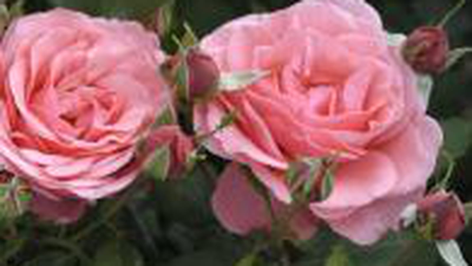 Rosier buisson grandes fleurs