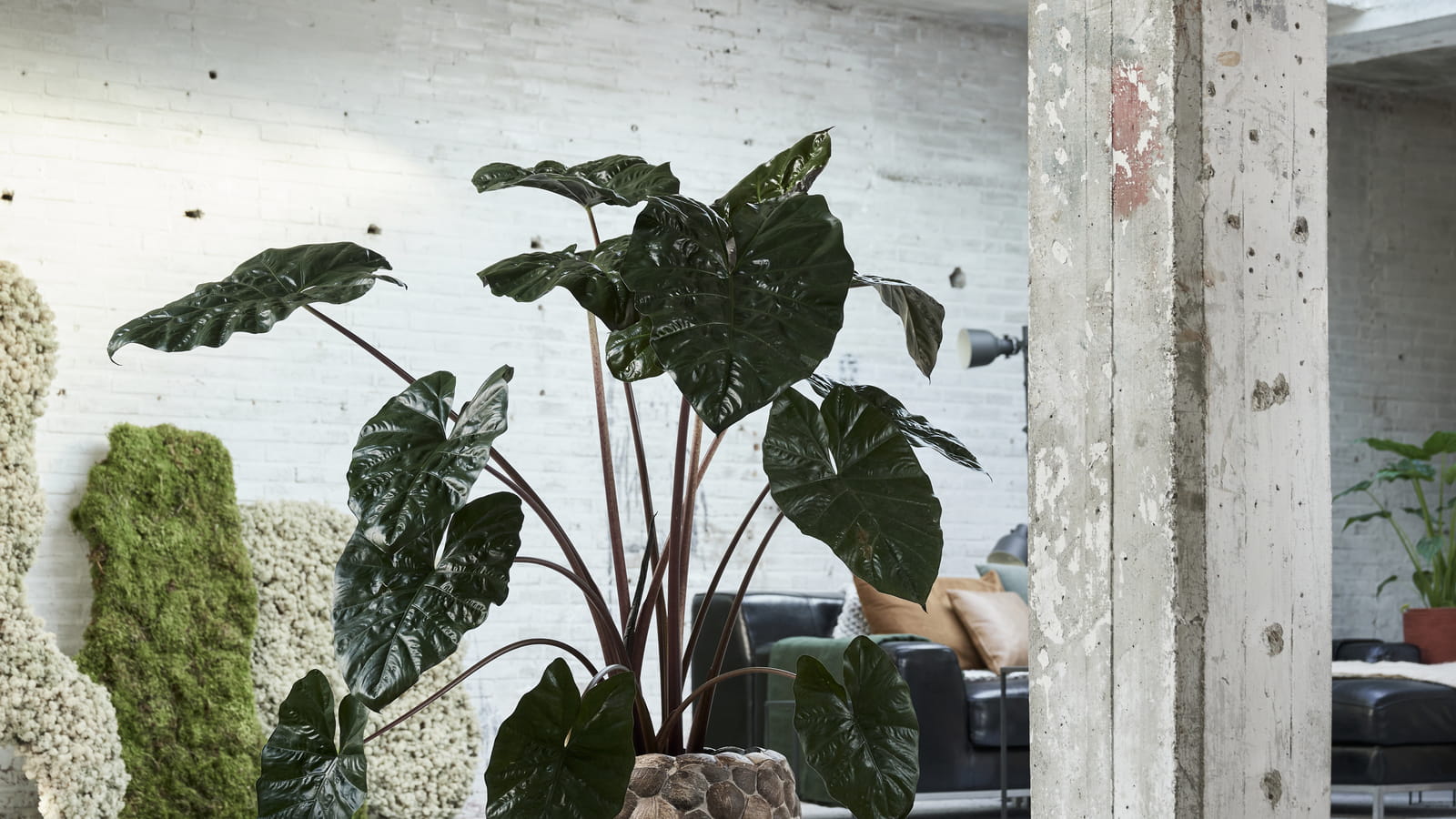 Alocasia