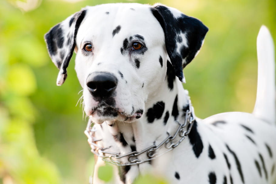 Dalmatien