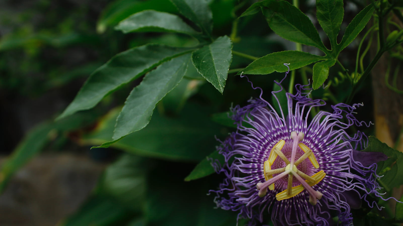 Passiflore 