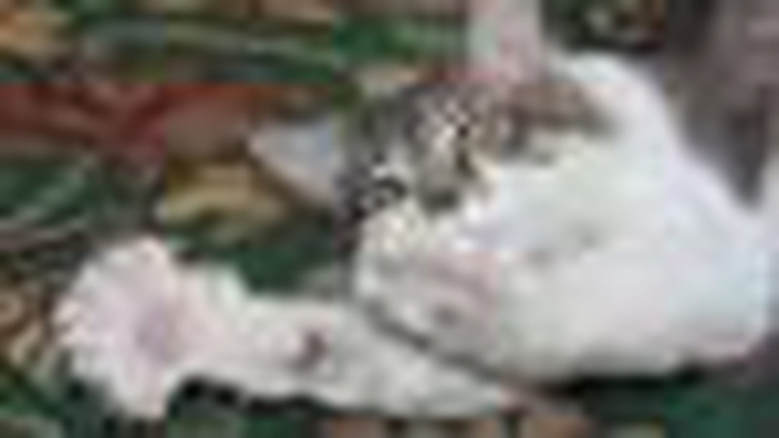 Felis