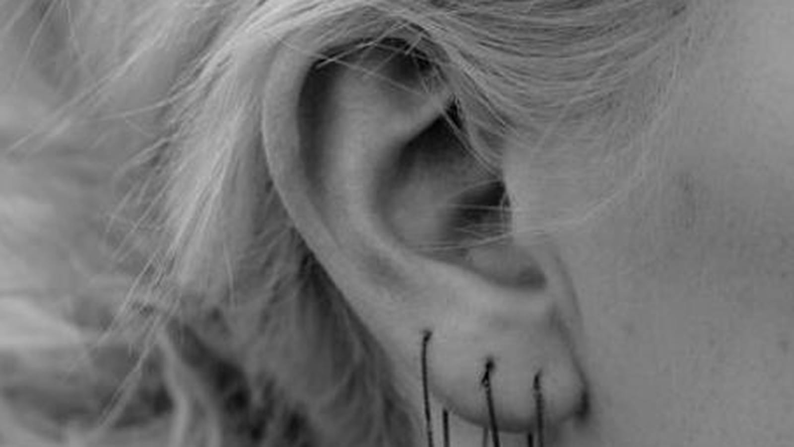 Le triple piercing chaîné au lobe