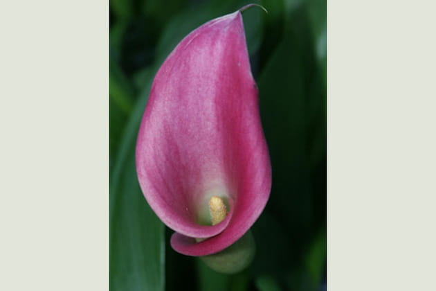 La fleur de l'arum est souvent très parfumée