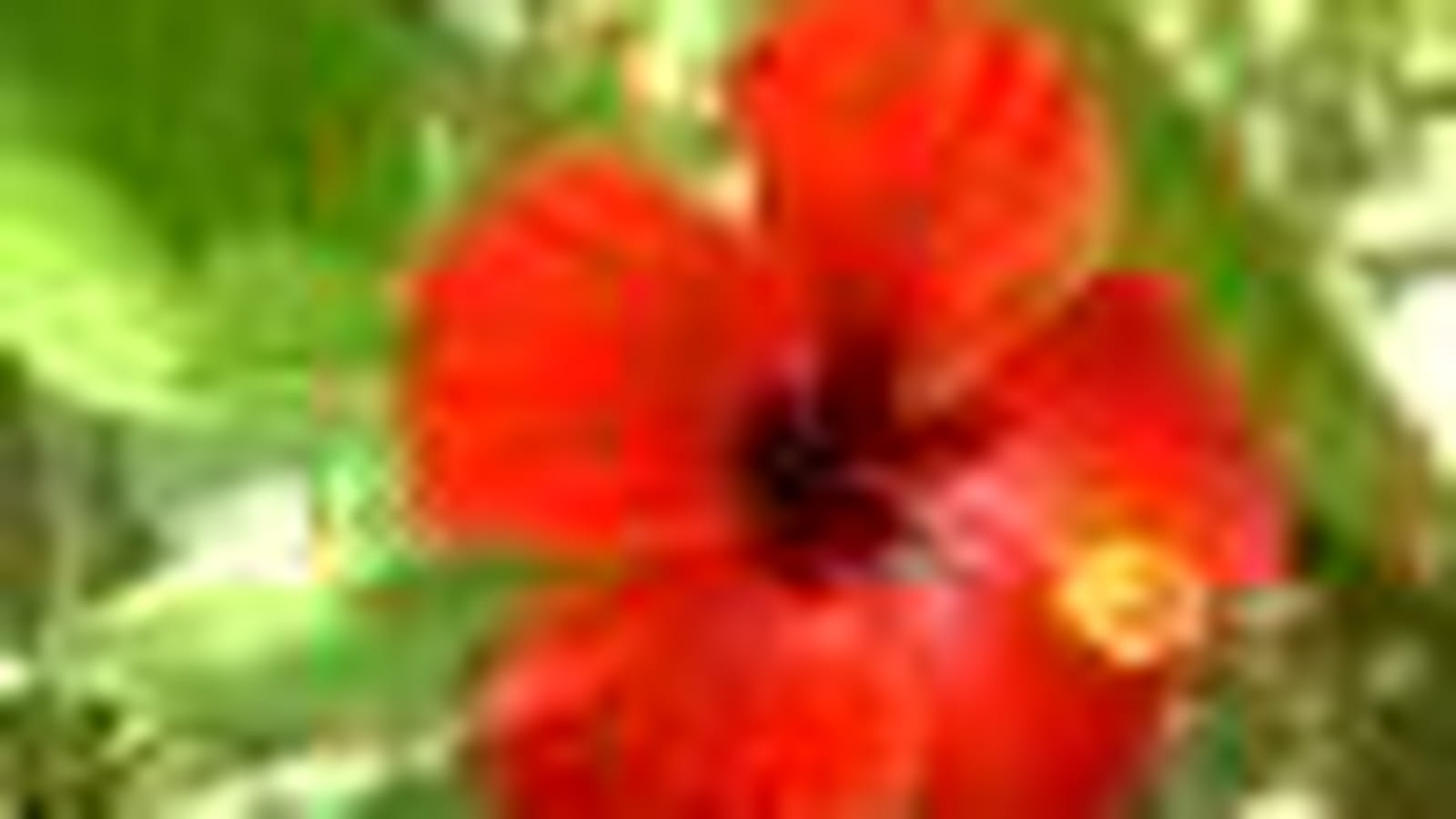 Hibiscus