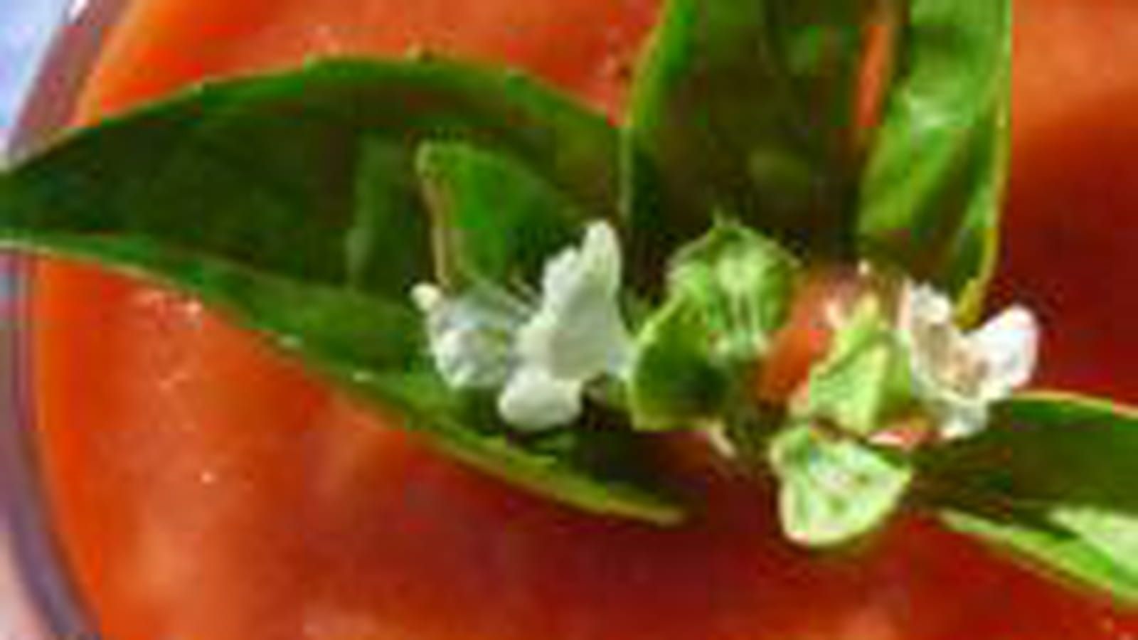 Gaspacho