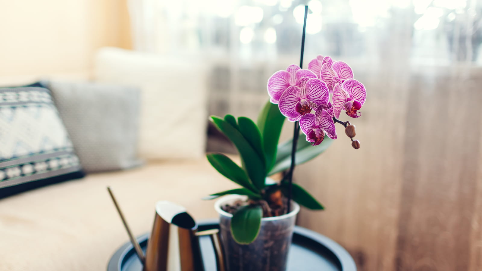 Orchidée 