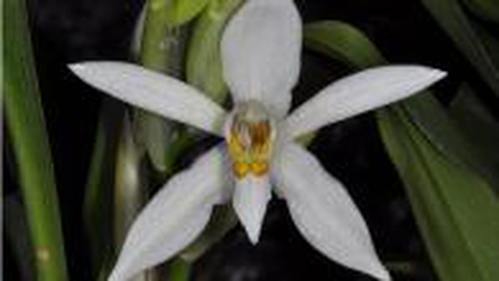 Coelogyne corymbosa