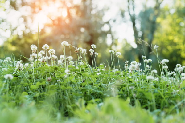 trefle-jardin