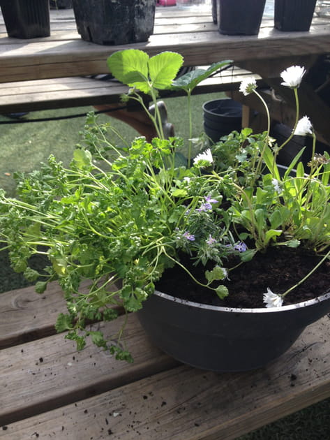 Entretenir sa jardini&egrave;re tout au long de l'ann&eacute;e