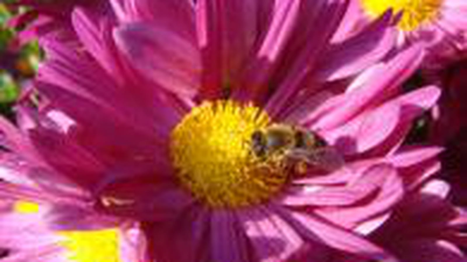 Marguerite colorée