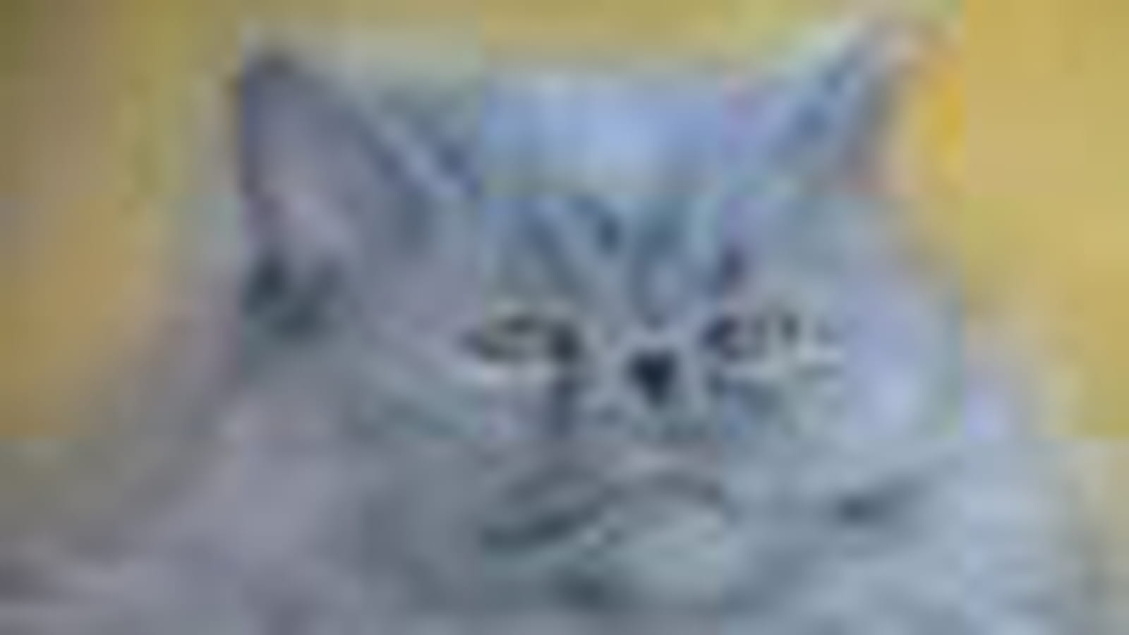 Chat