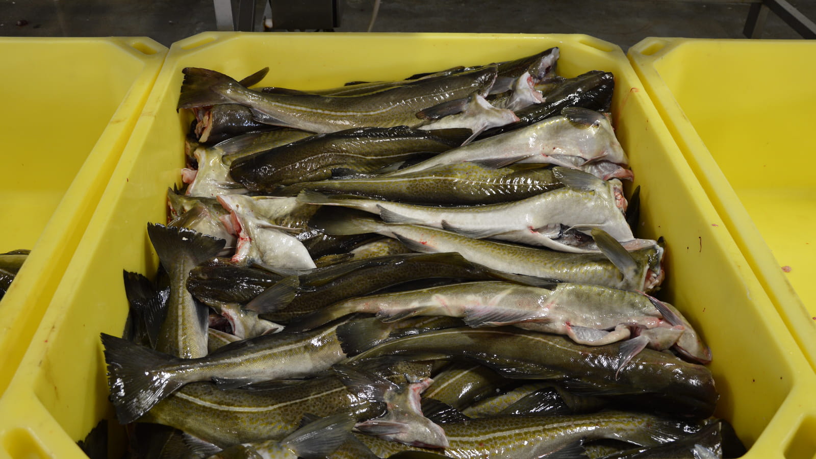 Classification des poissons par taille