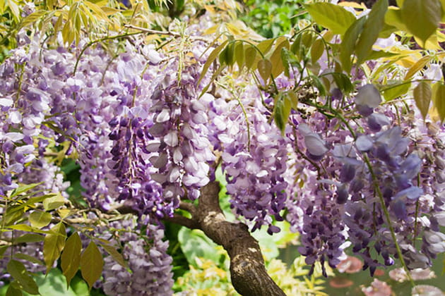 Une glycine de plus de cent ans