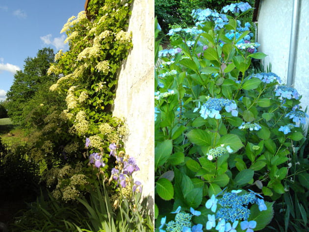 Des hortensias au nord de la maison
