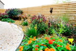Fortes chaleurs : ces plantes à choisir pour un jardin qui résiste à la sécheresse