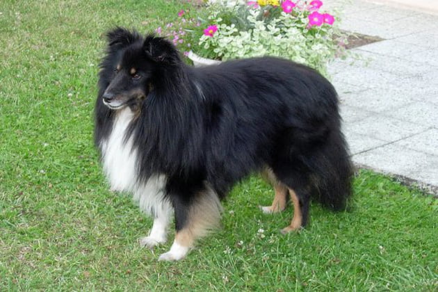 Le fid&egrave;le Soko