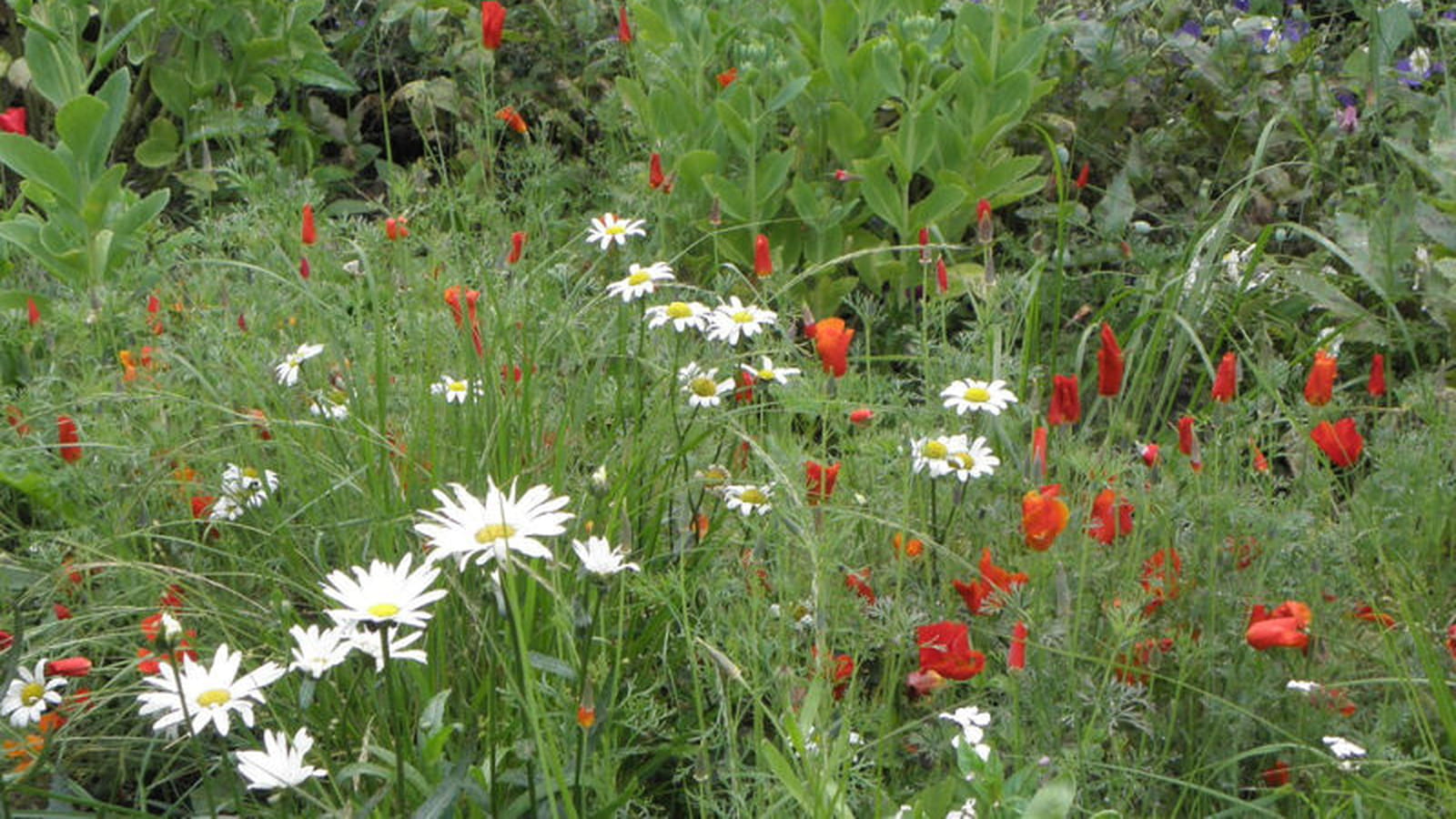 Escholtzias et marguerites