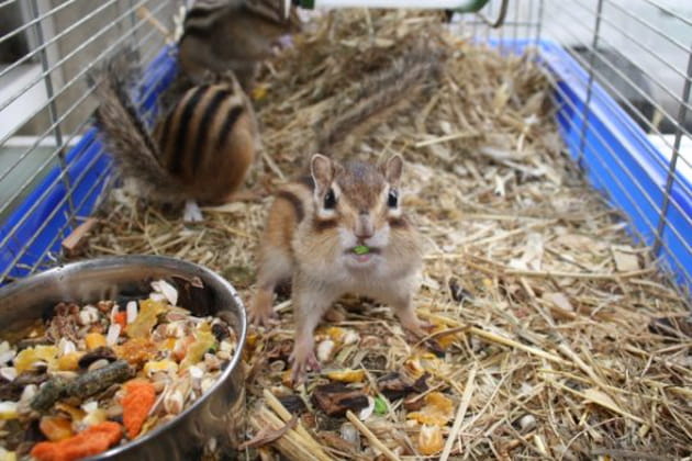 Un &eacute;cureuil qui demande beaucoup d'attention