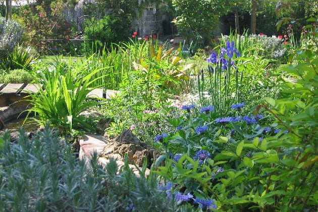 Végétation luxuriante autour du bassin