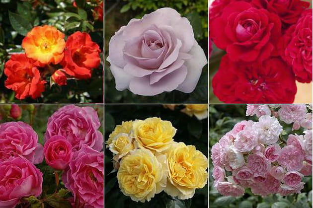 Des roses d'exception