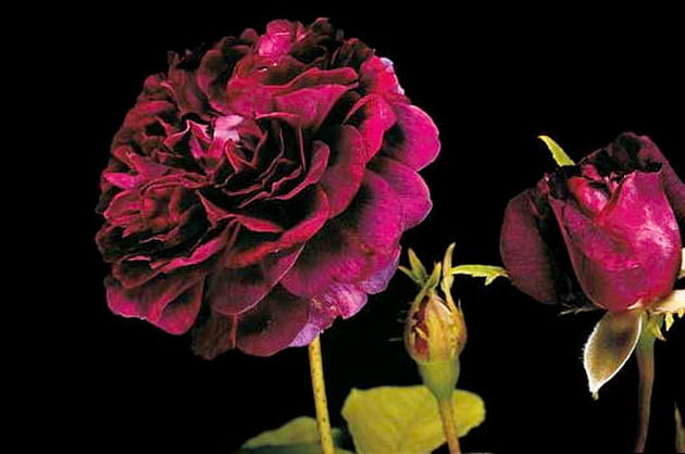 Orpheline de juillet