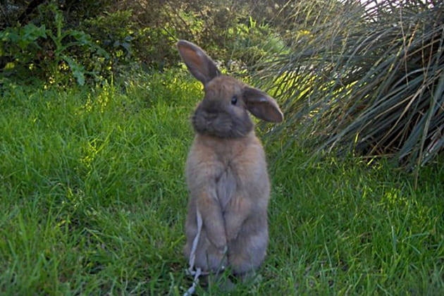 Chocapic tend l'oreille