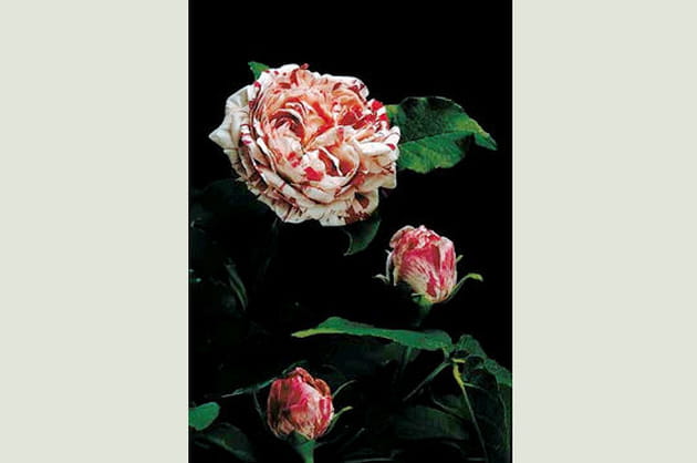 Variegata di Bologna