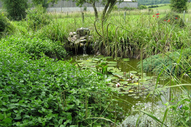 Perdu dans la v&eacute;g&eacute;tation
