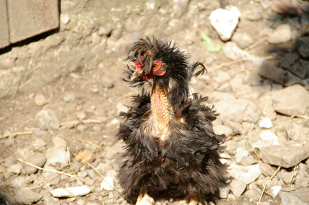 Nuque d&eacute;gag&eacute;e pour l'&eacute;t&eacute;