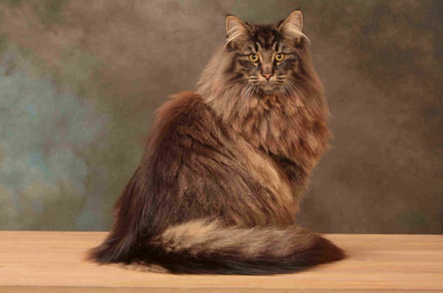 Le Norvégien a fière allure