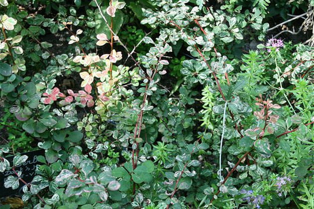 Très feuillu comme jardin