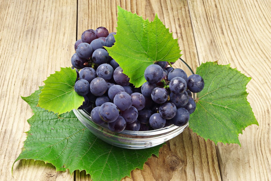 Vigne rouge : bienfaits, contre-indications, posologie
