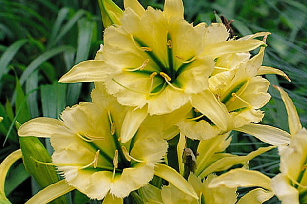 Du tendre romantique