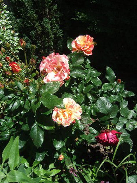 Des roses panachées du plus bel effet