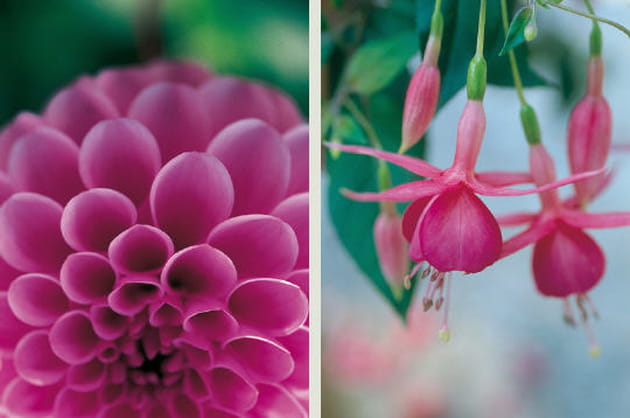 Dahlias et fushias
