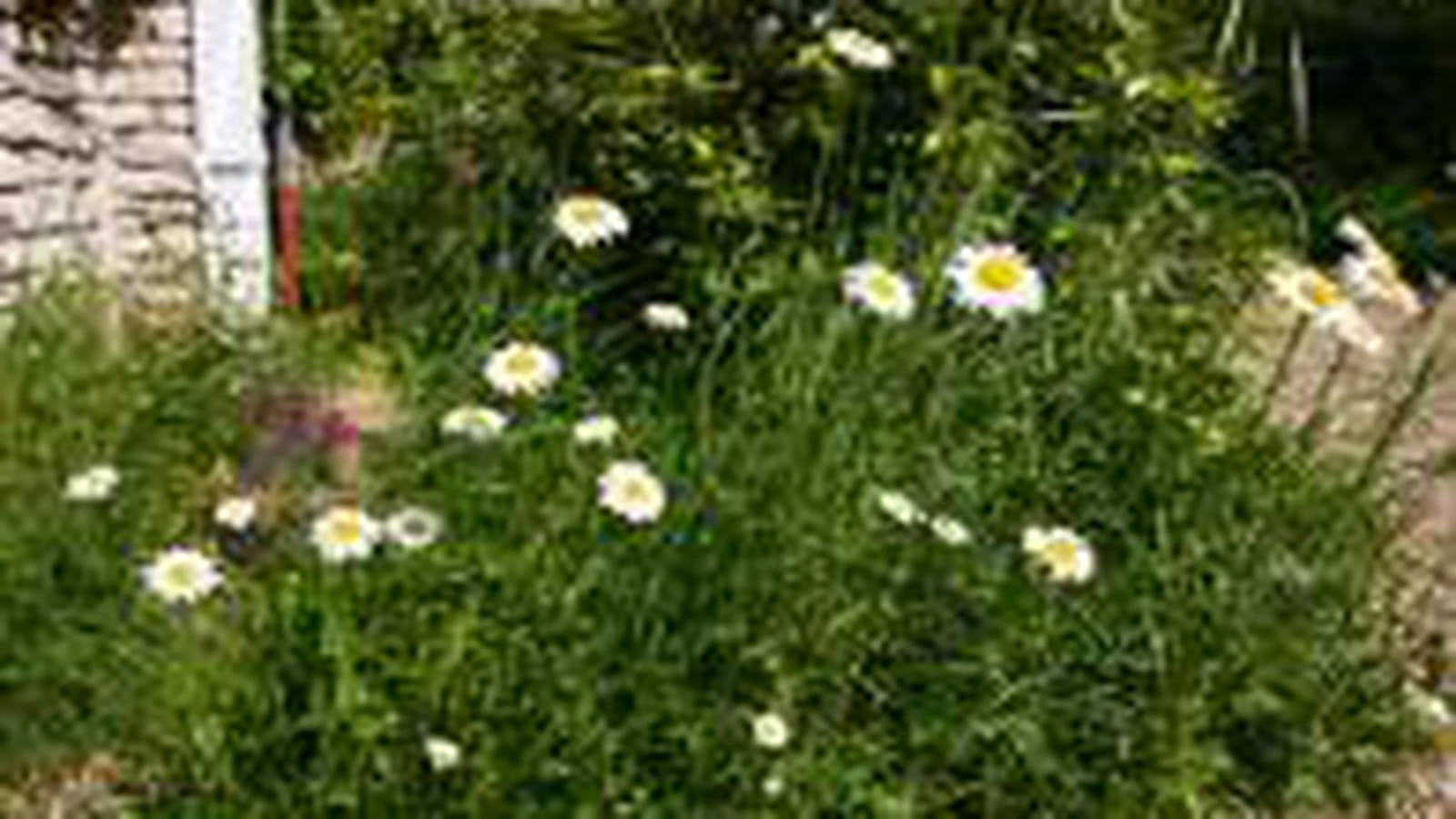 Marguerites