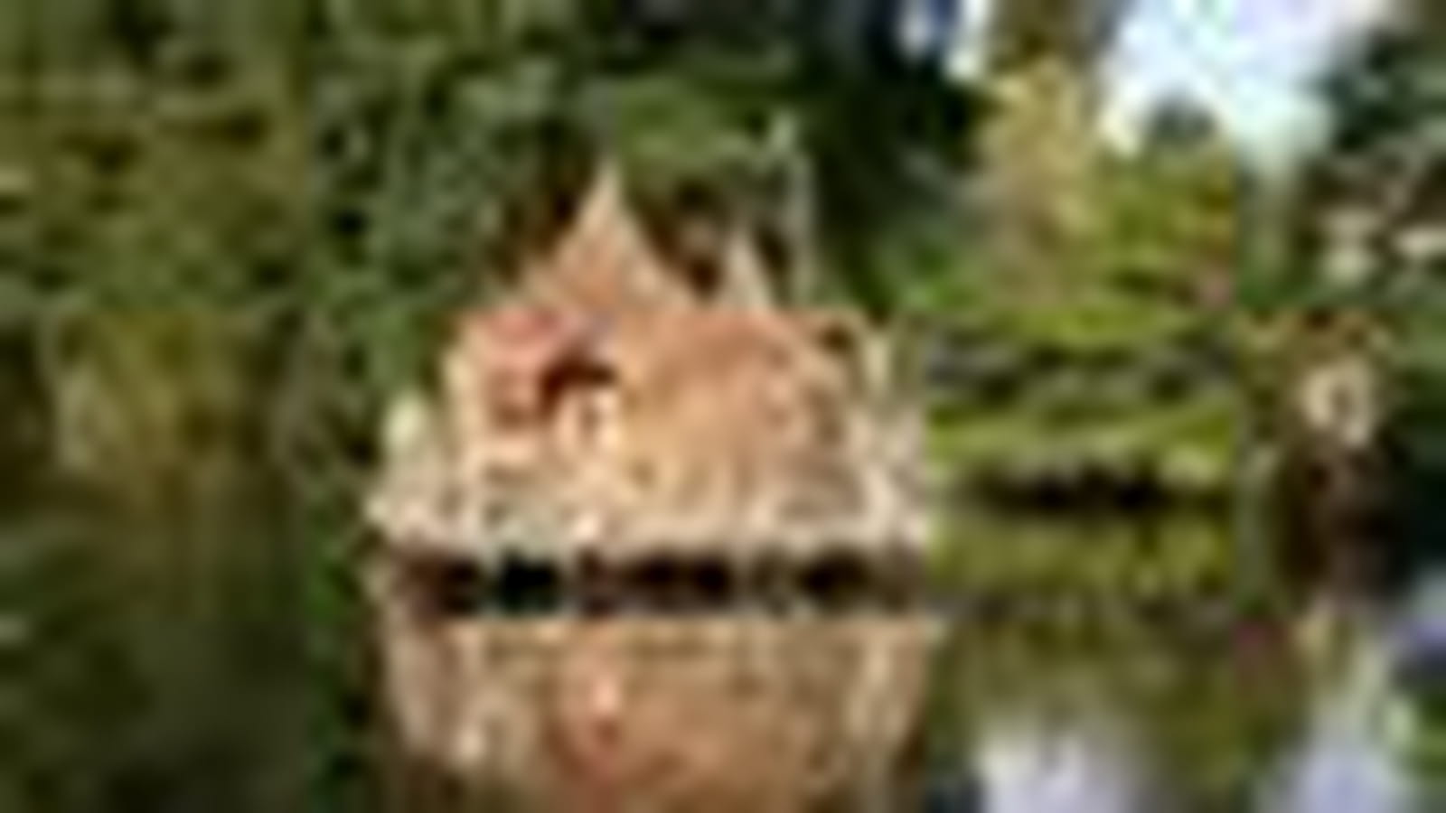 Une cabane sur l'eau